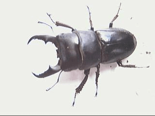 国産ヒラタクワガタ　神奈川中野島