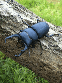 国産コクワガタ