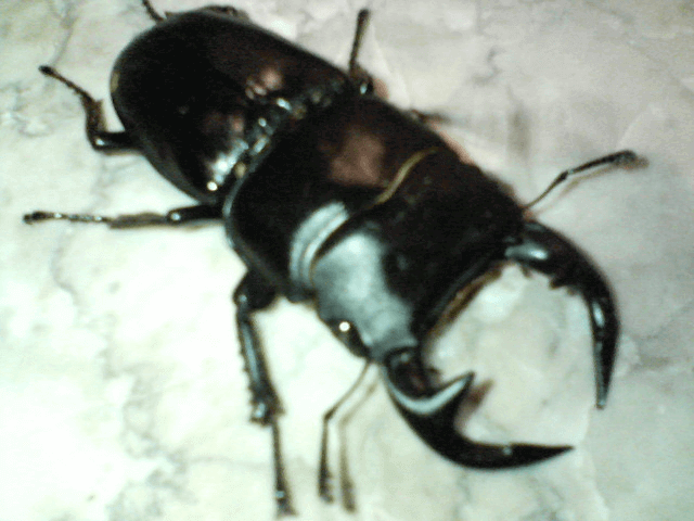 グランディスオオクワガタ　ミャンマートンザンF3