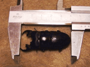 プラティオドンネブトクワガタ