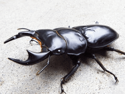 アンタエウスオオクワガタ　ミャンマー