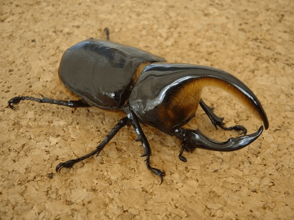 サタンオオカブト