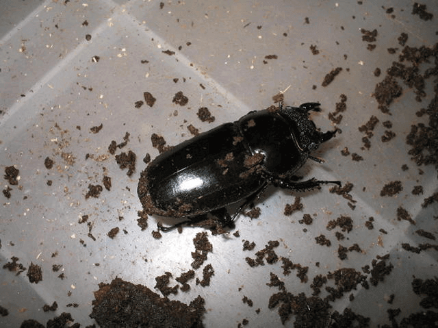 アンタエウスオオクワガタ　ミャンマー