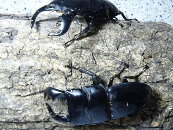 ダイオウヒタラクワガタ