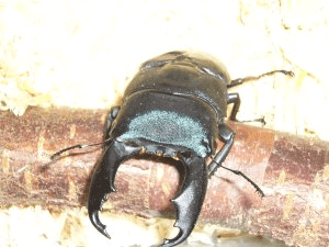 セレベスオオヒラタクワガタ　スラウェシ