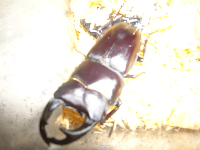 国産オオクワガタ　山梨