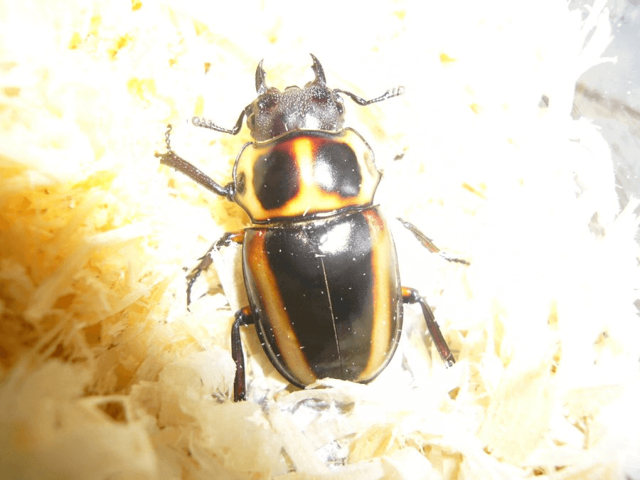 メリーメンガタクワガタ