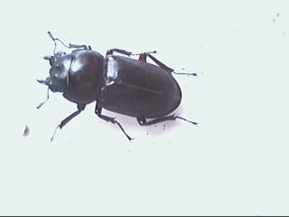 アカアシクワガタ