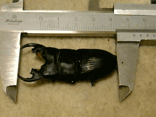 プラティオドンネブトクワガタ