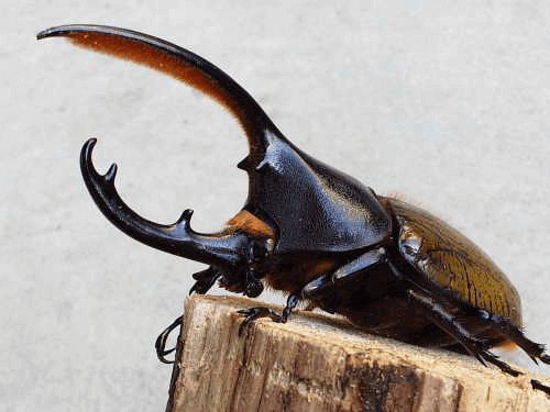 ヘラクレス・セプテントリオナリス