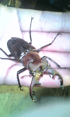 国産ミヤマクワガタ　山梨甲州