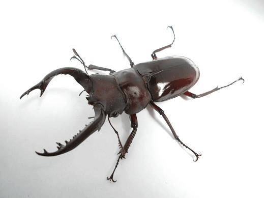 フォルスターフタマタクワガタ