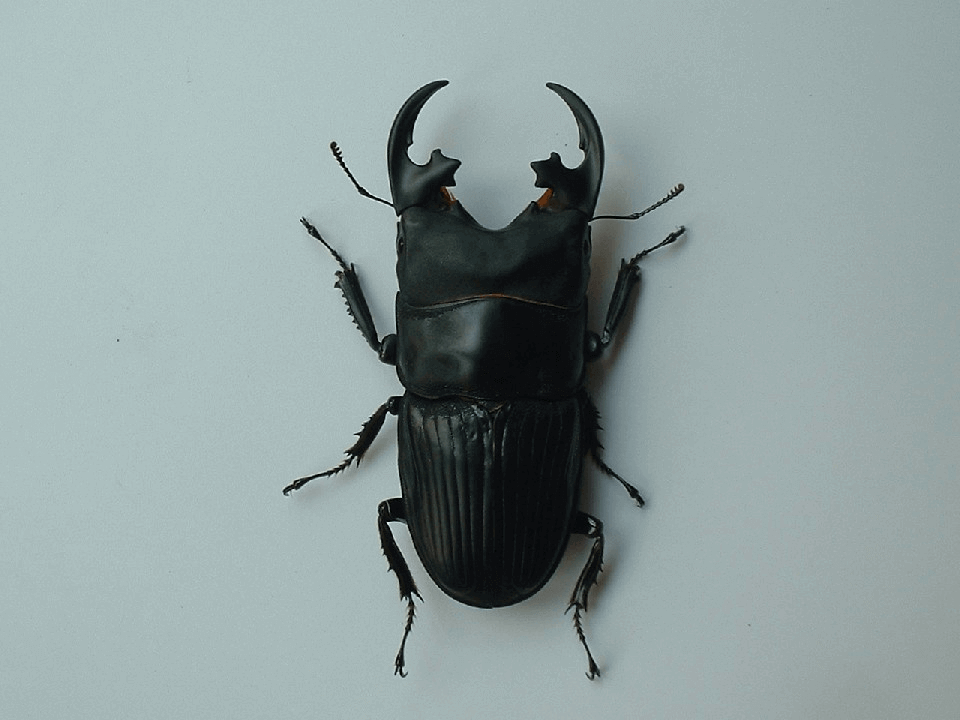 プラティオドンネブトクワガタ