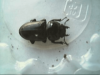 国産オオクワガタ　阿古谷