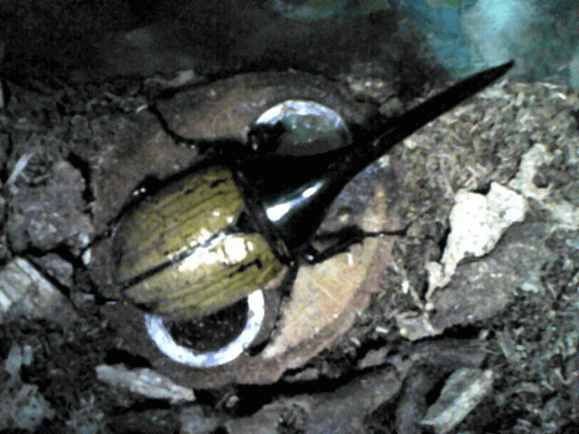 ヘラクレス・ヘラクレス