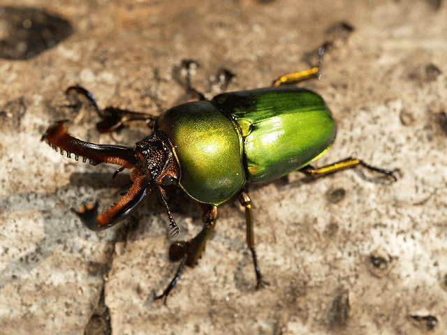 パプアキンイロクワガタ　イリアンジャヤ･オキシビル