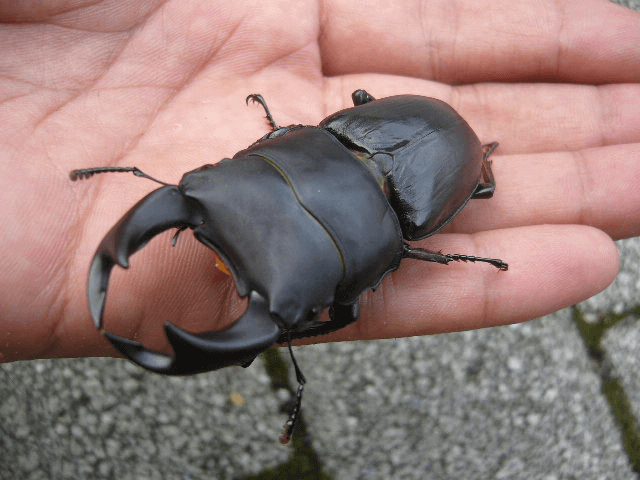 国産オオクワガタ　阿古谷