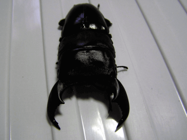 スマトラオオヒラタクワガタ　パダン