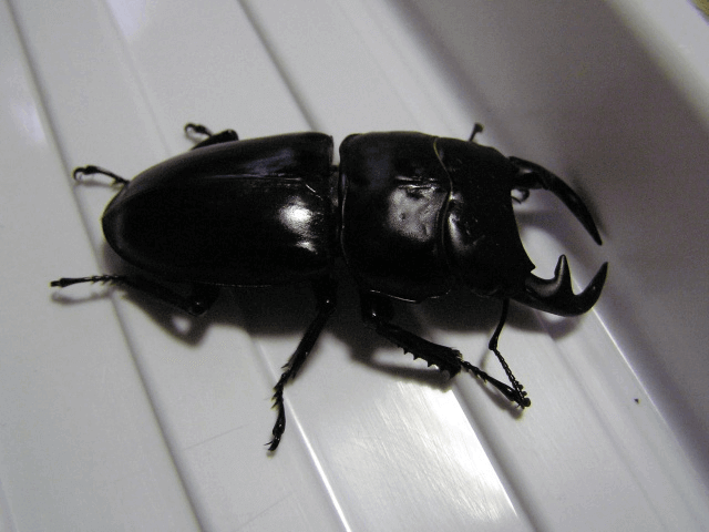 グランディスオオクワガタ　ミャンマー