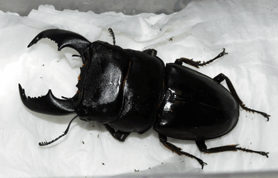 スマトラオオヒラタクワガタ　パダン