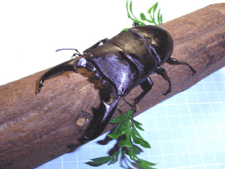 パラワンオオヒラタクワガタ　フィリピンWF1