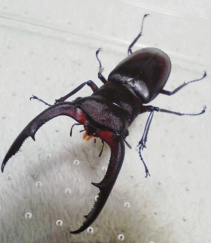 マンディブラリスフタマタクワガタ