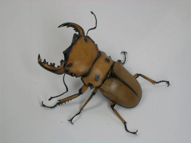 メリーメンガタクワガタ