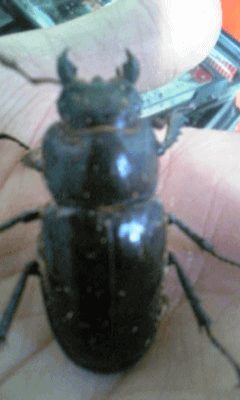 国産ミヤマクワガタ　甲州市塩山