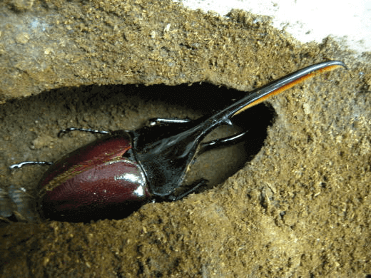 ヘラクレス・リッキー　コロンビアサンタンデール