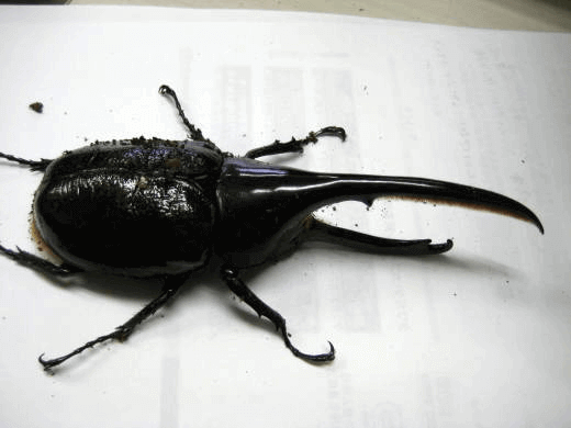 ヘラクレス・リッキー　コロンビアサンタンデール