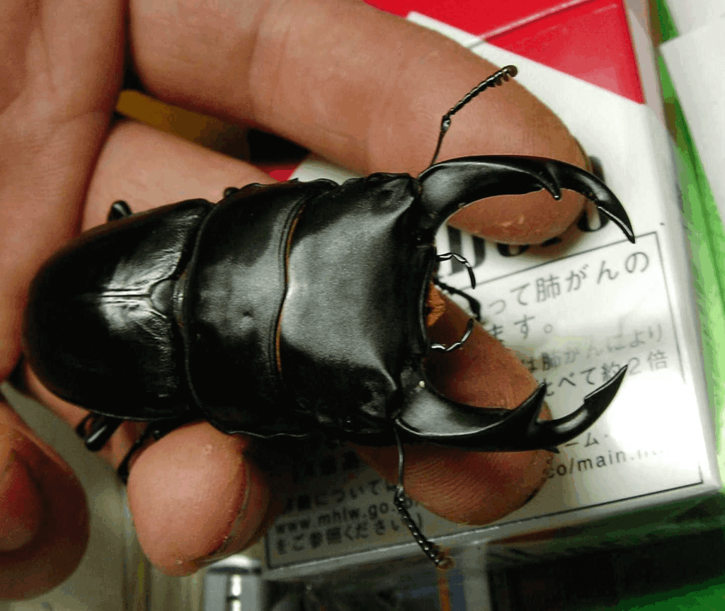 国産オオクワガタWD　川西