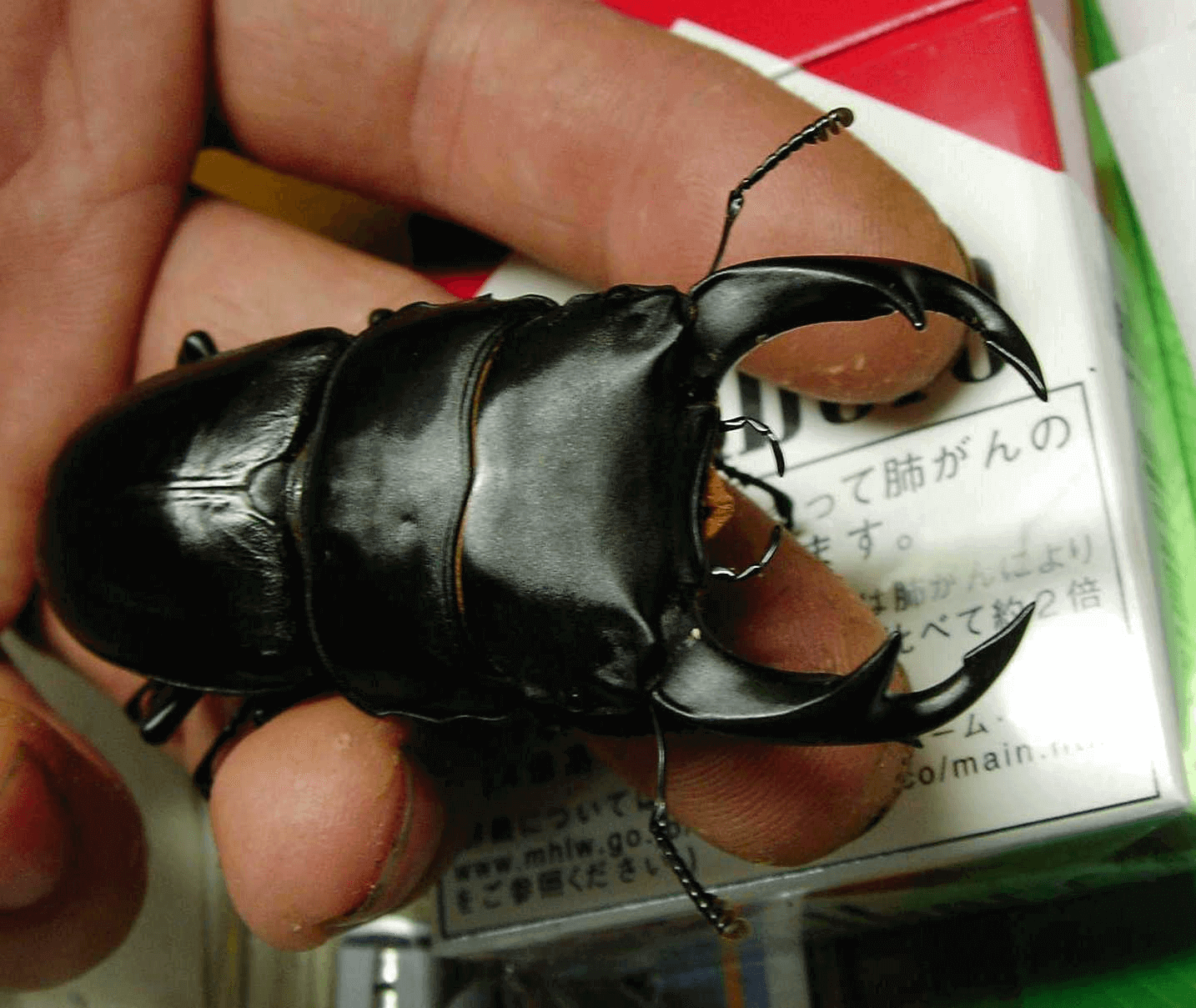 国産オオクワガタWD　川西