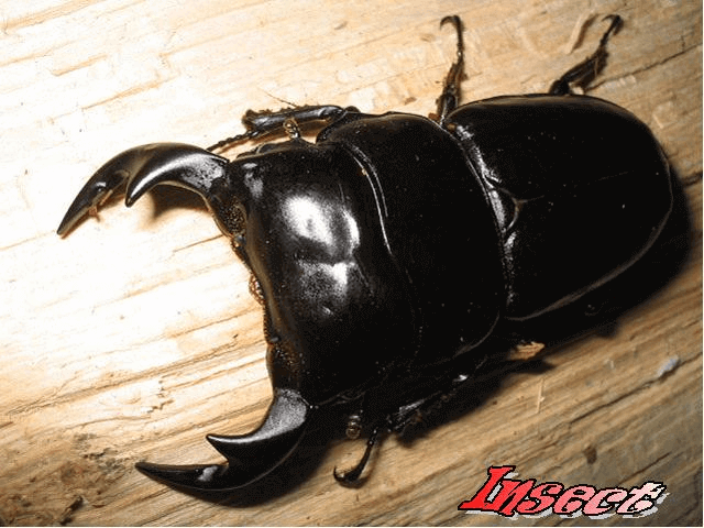 アンタエウスオオクワガタ　ミャンマー