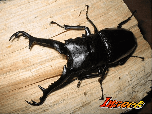 ギラファノコギリクワガタ　ミャンマー