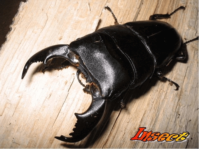 スマトラオオヒラタクワガタ　アチェ