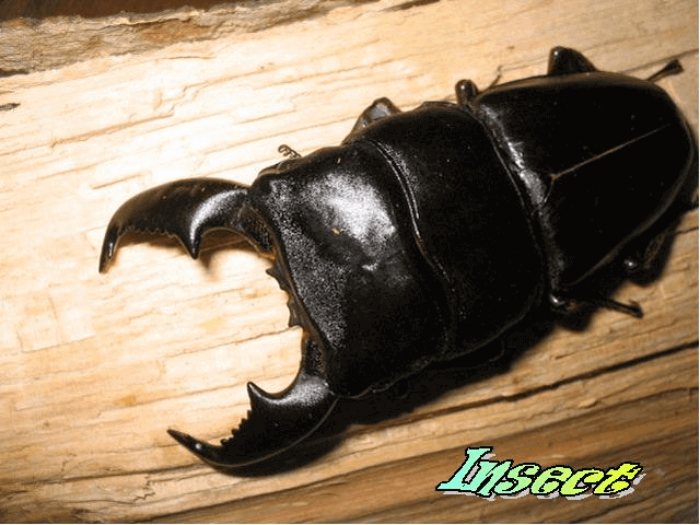 スマトラオオヒラタクワガタ アチェ