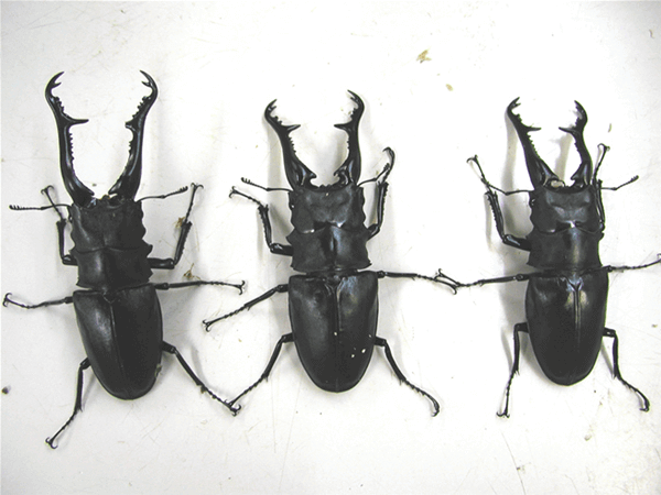 ギラファノコギリクワガタ　フローレス