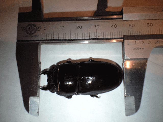 パラワンオオヒラタクワガタ