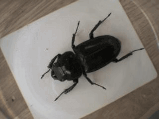 シェンクリングオオクワガタ