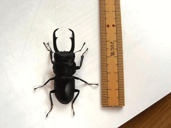 国産コクワガタ