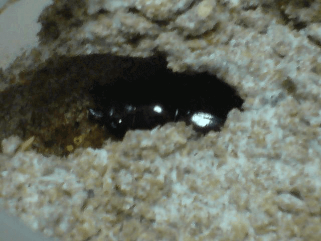 ギラファノコギリクワガタ