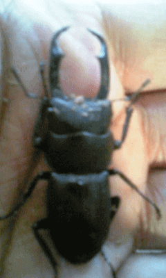 国産コクワガタ　八王子