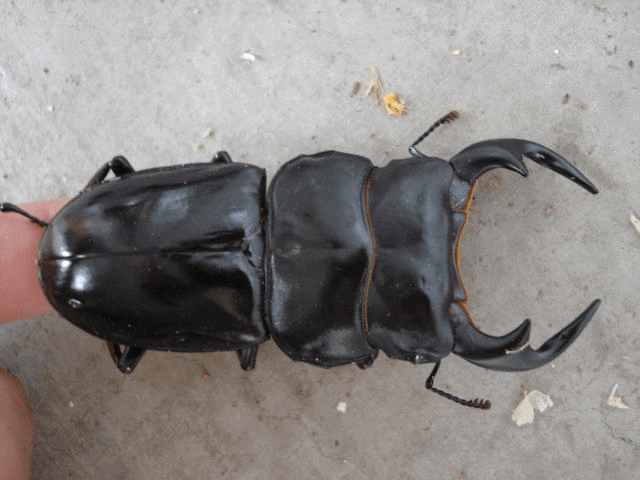 アンタエウスオオクワガタ　インド　