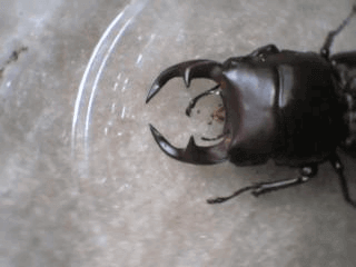 国産オオクワガタ　阿古谷