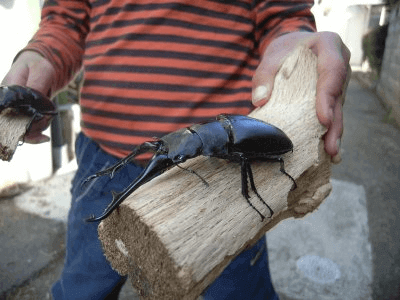 ギラファノコギリクワガタ　フローレス