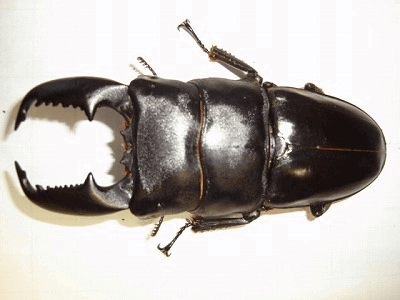 スマトラオオヒラタクワガタ　アチェ