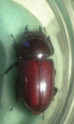 国産オオクワガタ　産地不明