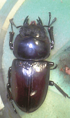 グランディスオオクワガタ　ラオス