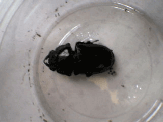 国産オオクワガタ　阿古谷