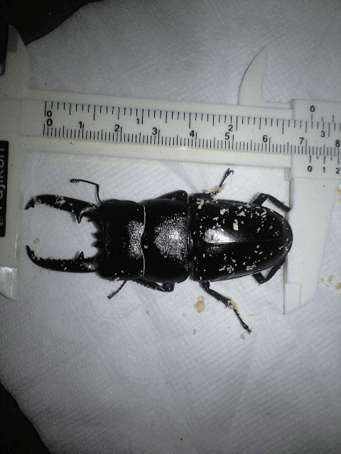 ツシマヒラタクワガタ